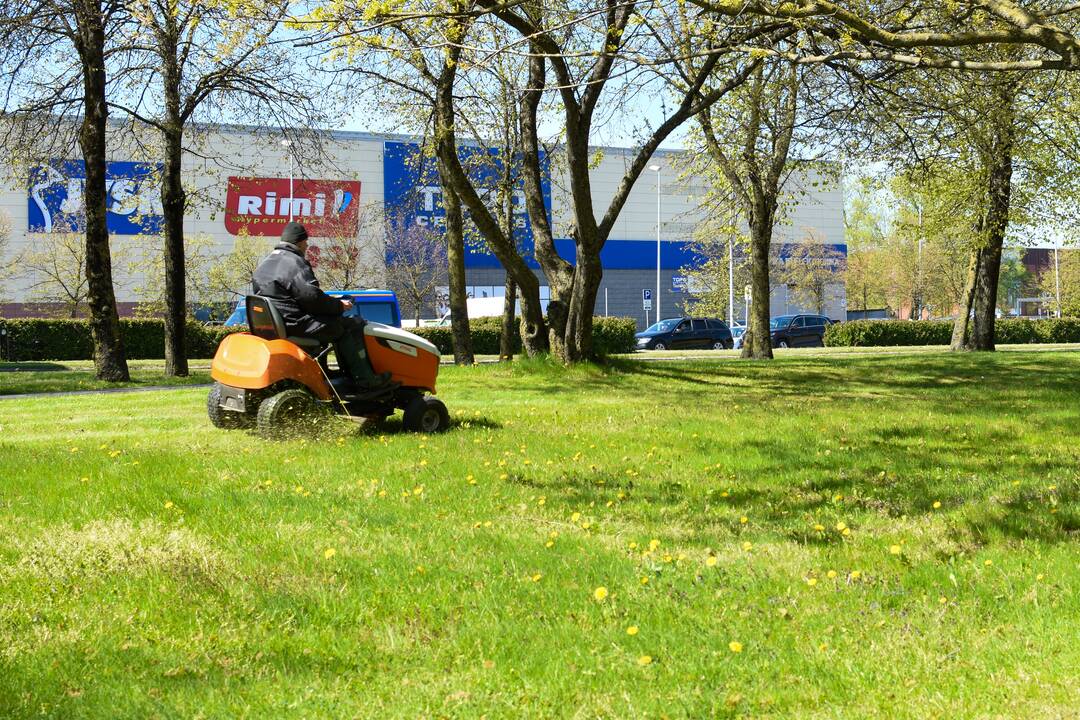 Žolės pjovimas uostamiestyje – nepigus