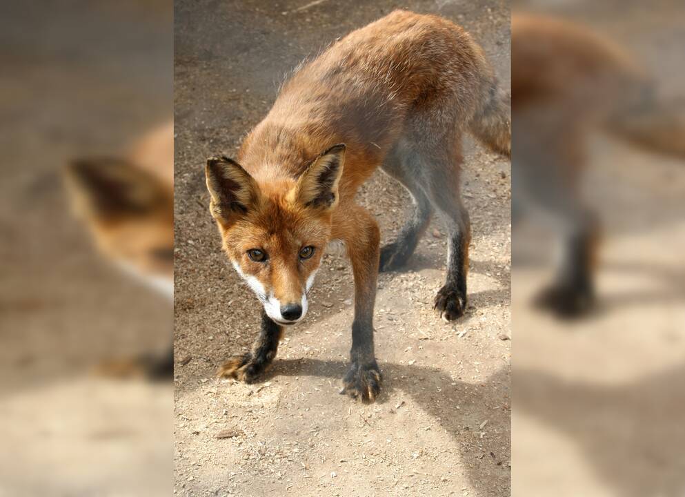 Viešnia: miesto centre į darbą skubėjusius klaipėdiečius nustebino Herkaus Manto gatve skuodžianti lapė.