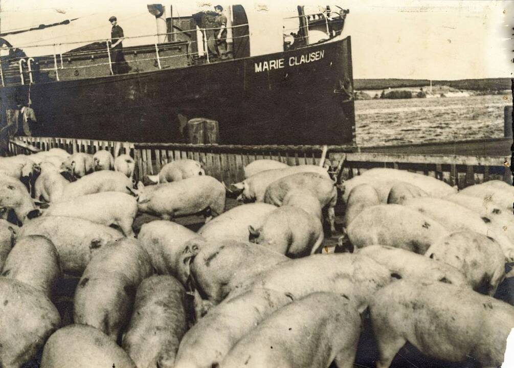 Istorija: Lietuvoje užaugintos kiaulės Klaipėdos uoste varomos į laivo triumą 3–4 dešimtmetyje XX a.