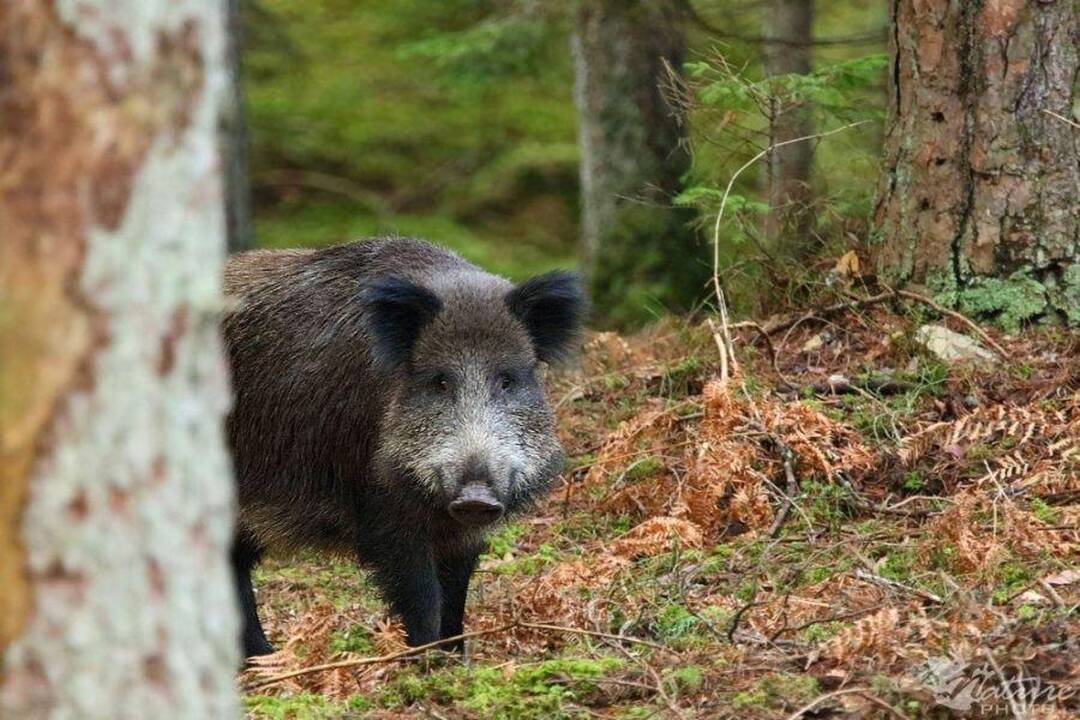 Afrikinio kiaulių maro zonoje Kauno rajone privaloma paskersti kiaules