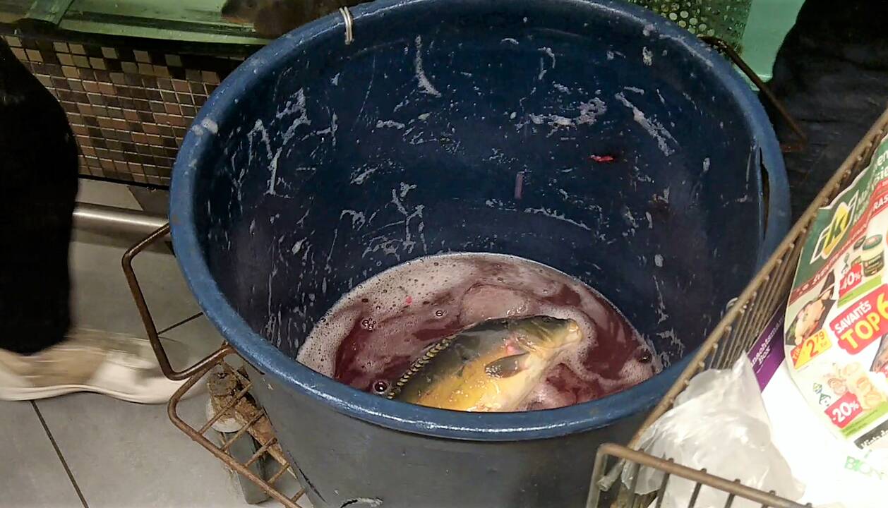 Žuvys kruviname akvariume