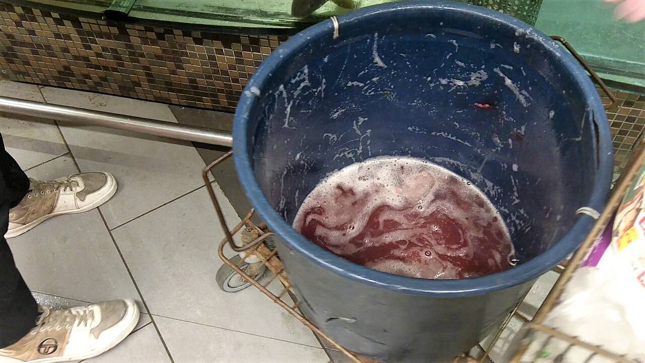 Žuvys kruviname akvariume
