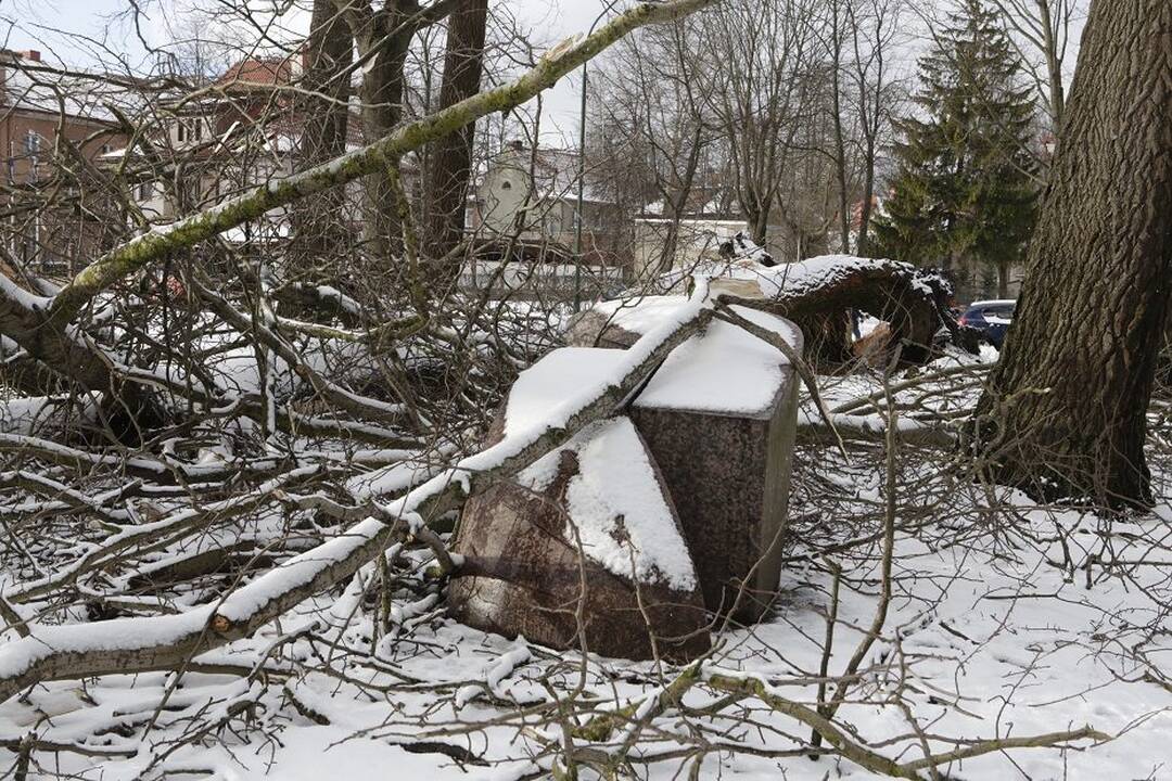 Nuostoliai: sausio pabaigoje vėtra Klaipėdoje vartė medžius.