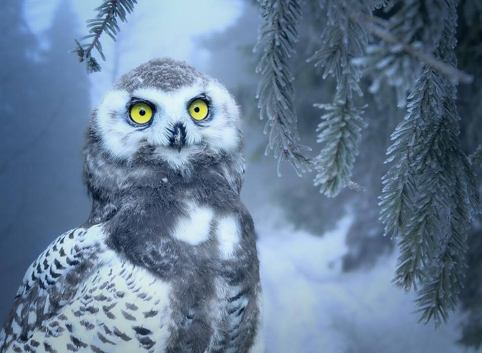 Artėja kardinalios permainos – šaltį keis pūgos