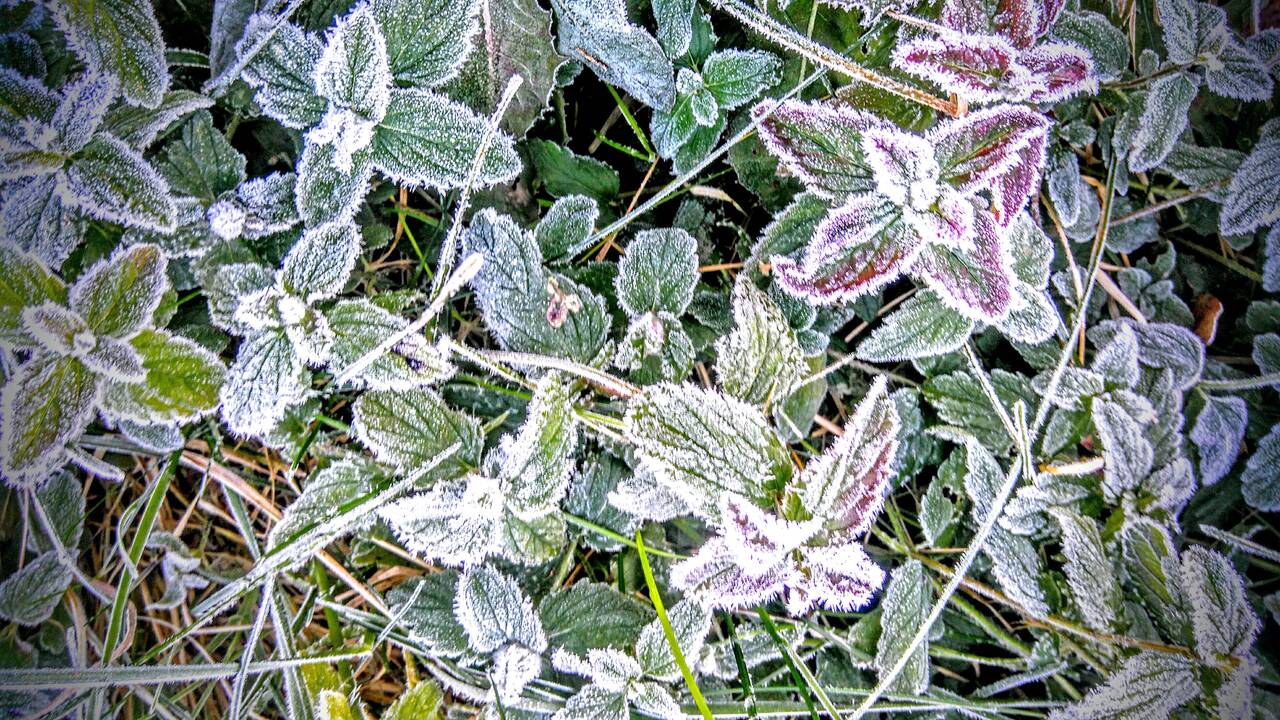 Nukentėjusiems nuo nepalankių klimato reiškinių ūkiams – lengvatinės paskolos