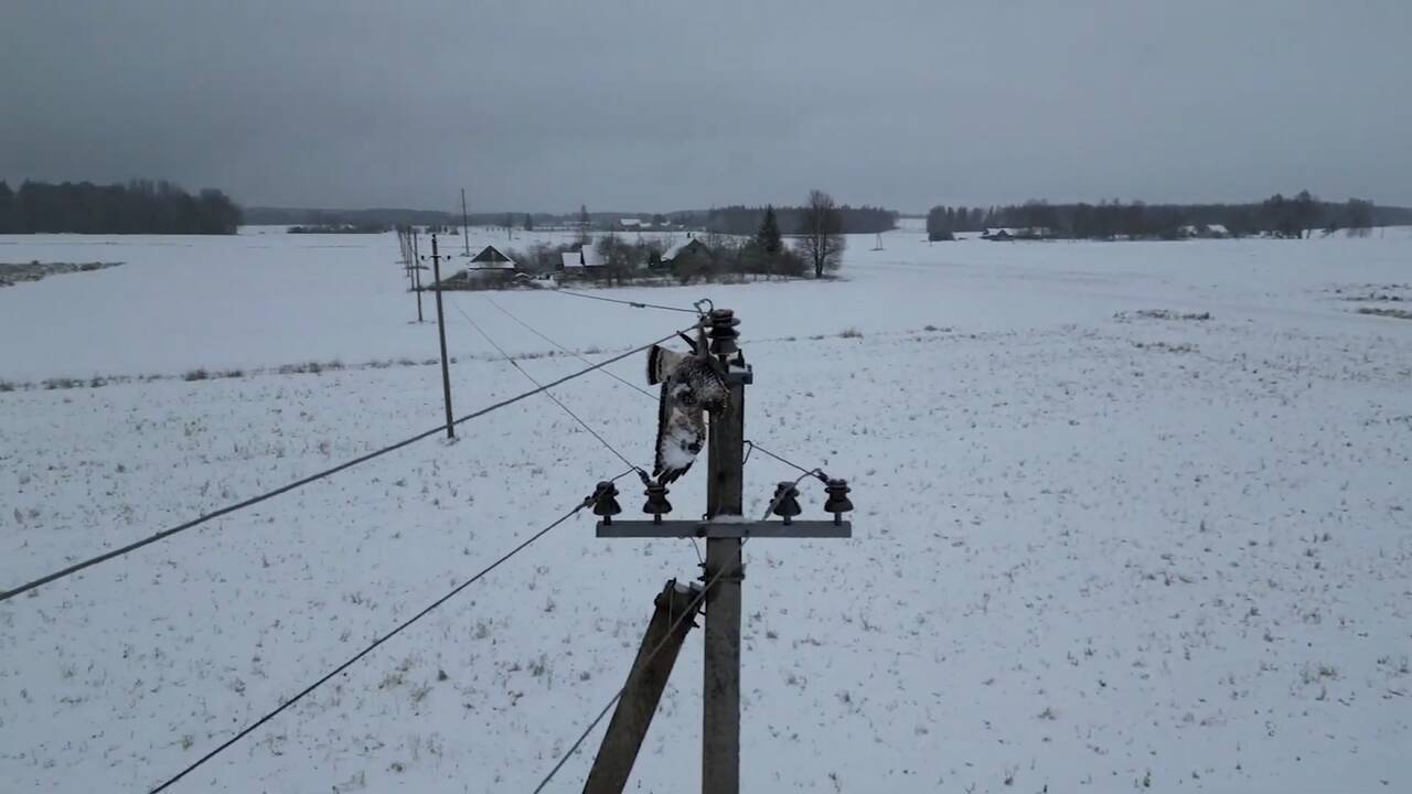 Elektra žudo plėšriuosius paukščius