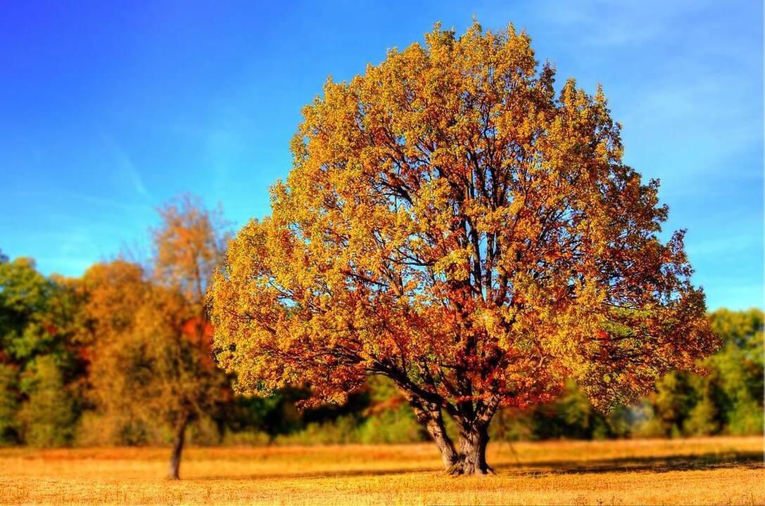 Kada ir kodėl ateina bobų vasara?