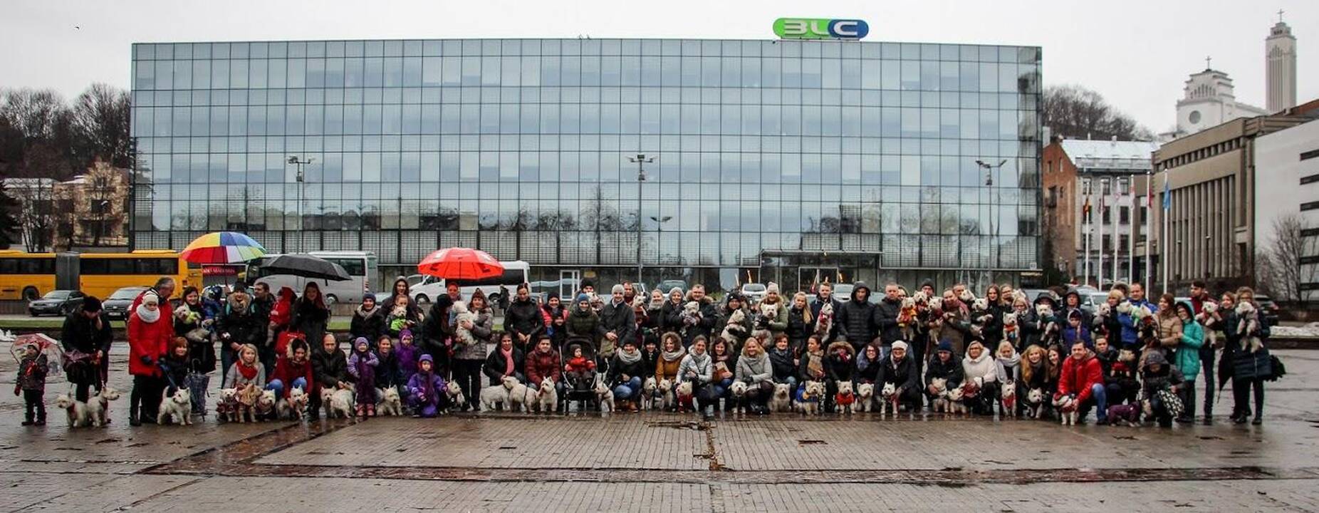 Renginys "Užuosk Kalėdas su Škotijos baltaisiais terjerais"
