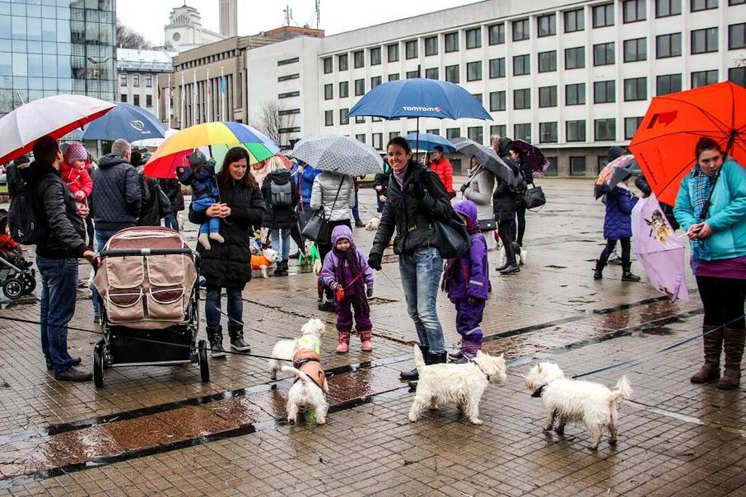 Renginys "Užuosk Kalėdas su Škotijos baltaisiais terjerais"
