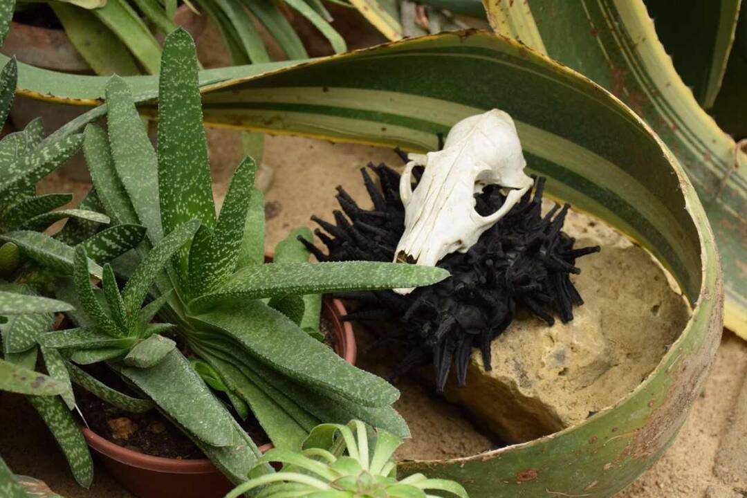 J. Petruškevičienės fotografijų paroda „Rinkoto herbariumas“