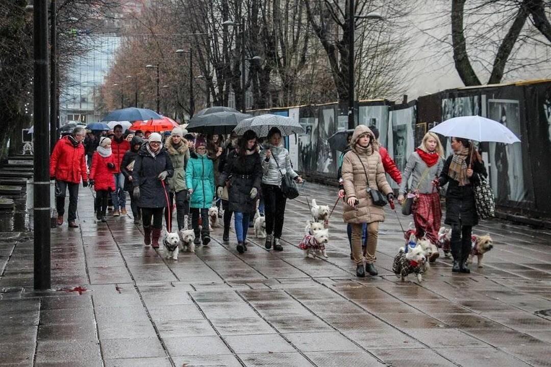 Renginys "Užuosk Kalėdas su Škotijos baltaisiais terjerais"
