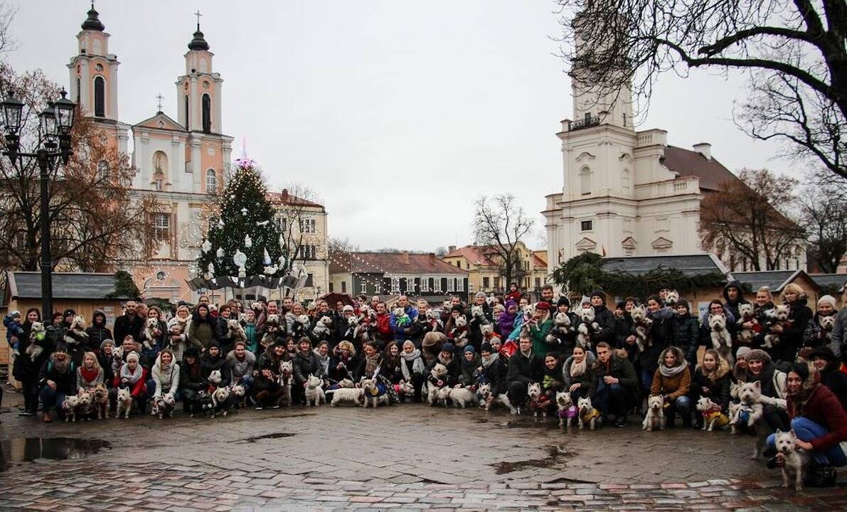 Renginys "Užuosk Kalėdas su Škotijos baltaisiais terjerais"