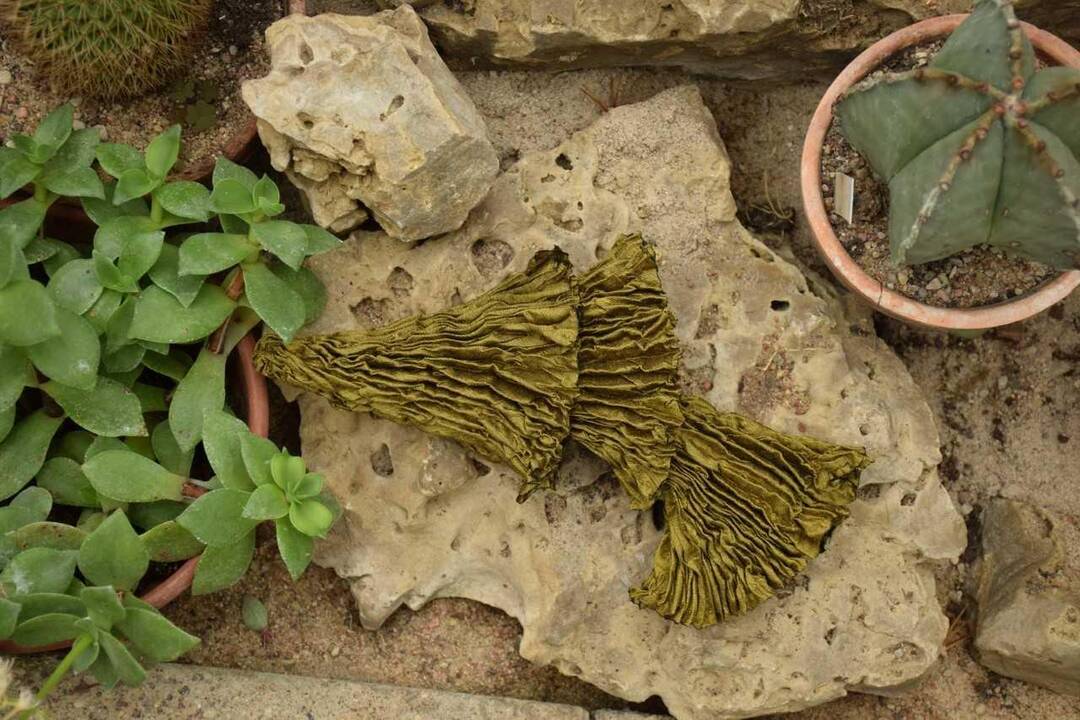 J. Petruškevičienės fotografijų paroda „Rinkoto herbariumas“