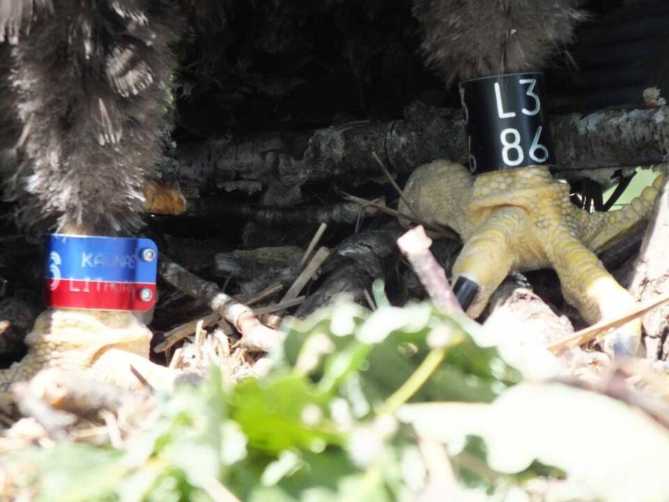 Tokiais spalviniais žiedais žieduojami jūriniai ereliai – Lietuvos ambasadoriai 