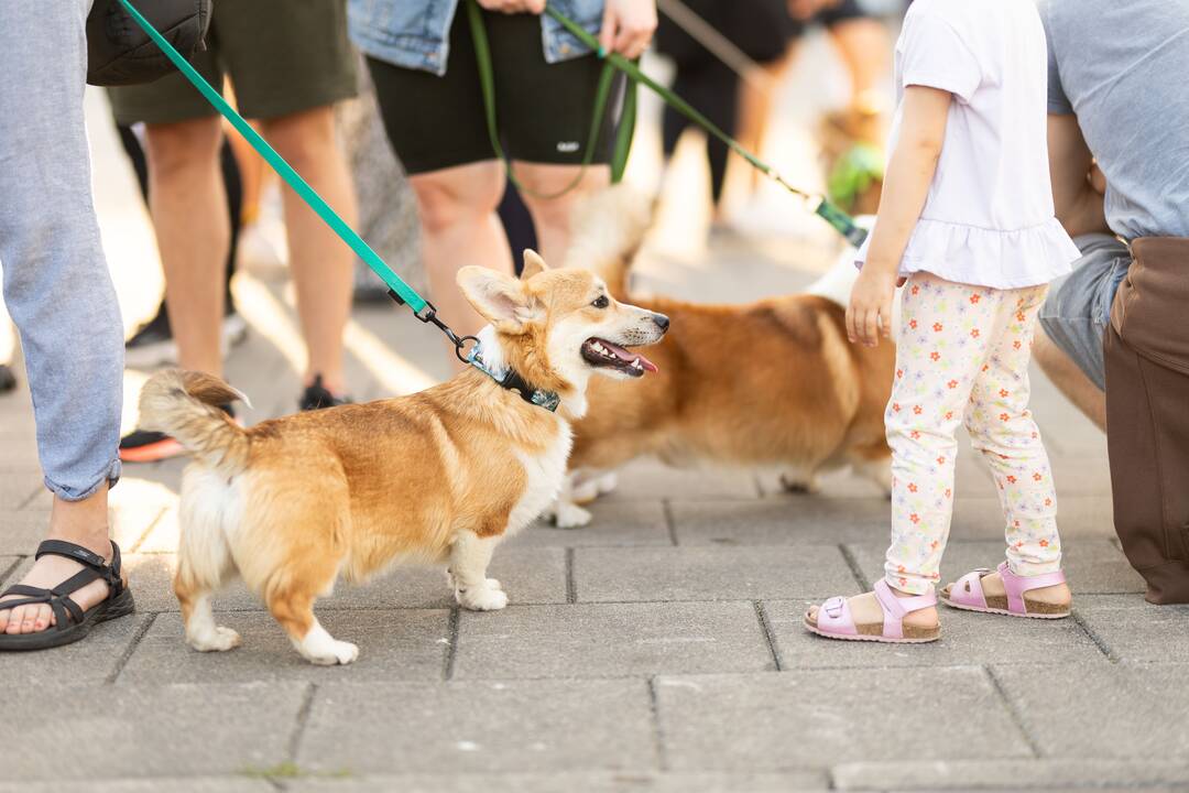 Korgių lenktynės Vingio parke