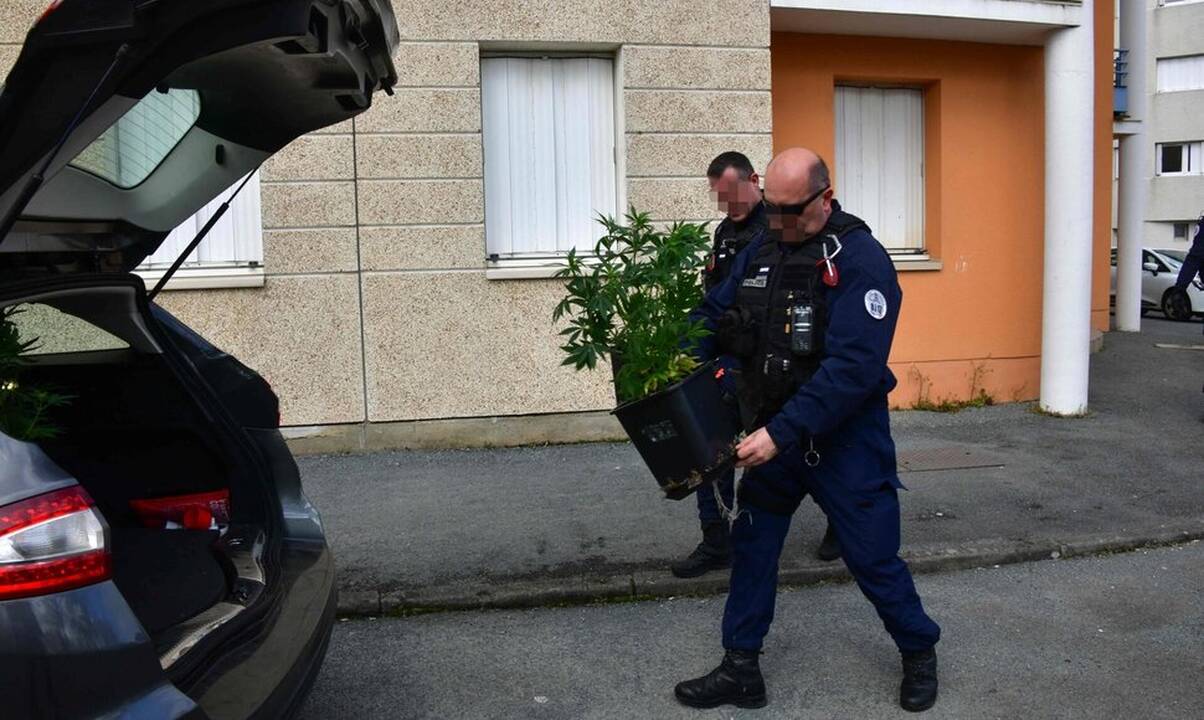 Vieno Prancūzijos miesto merės namuose rasta mažiausiai 70 kg kanapių