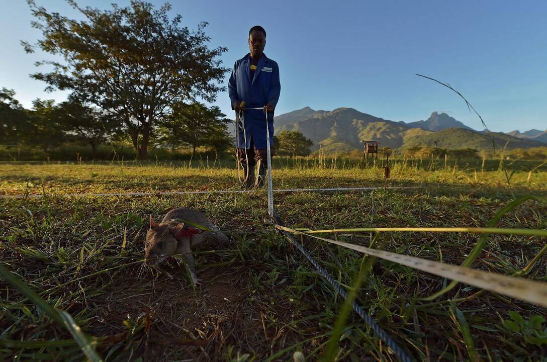 Tanzanija