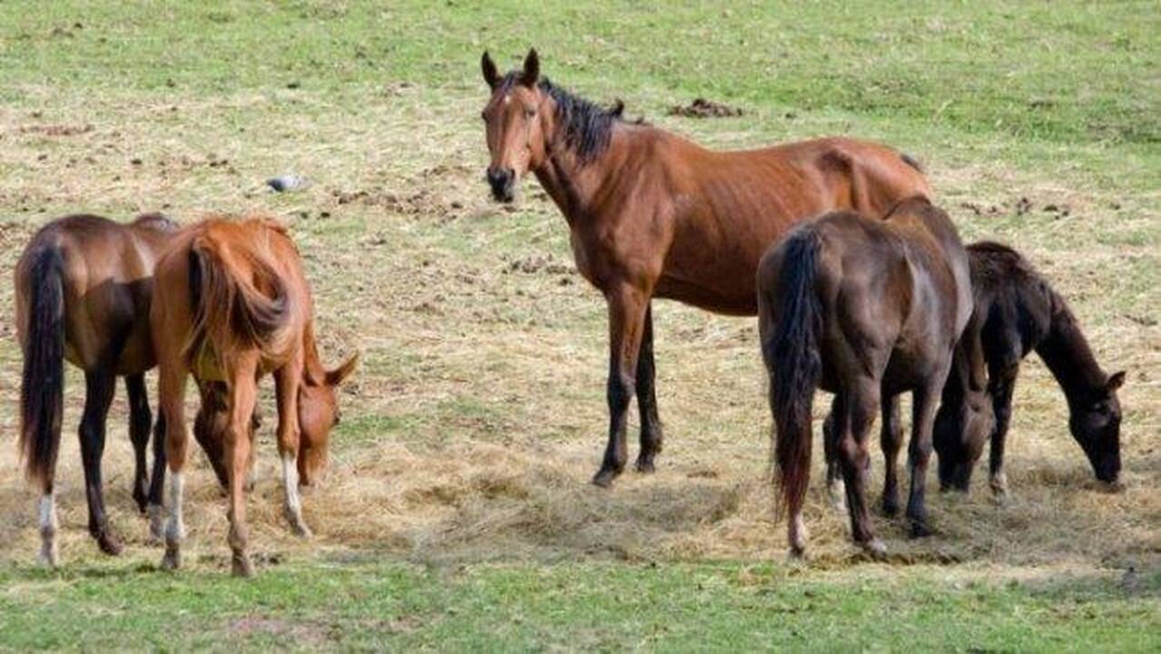 Nepagailėkite šiemet arkliui skanesnio kąsnelio