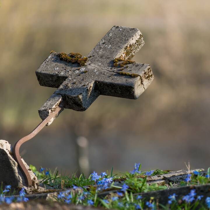 Bernardinų kapinėse pražydo gėlės