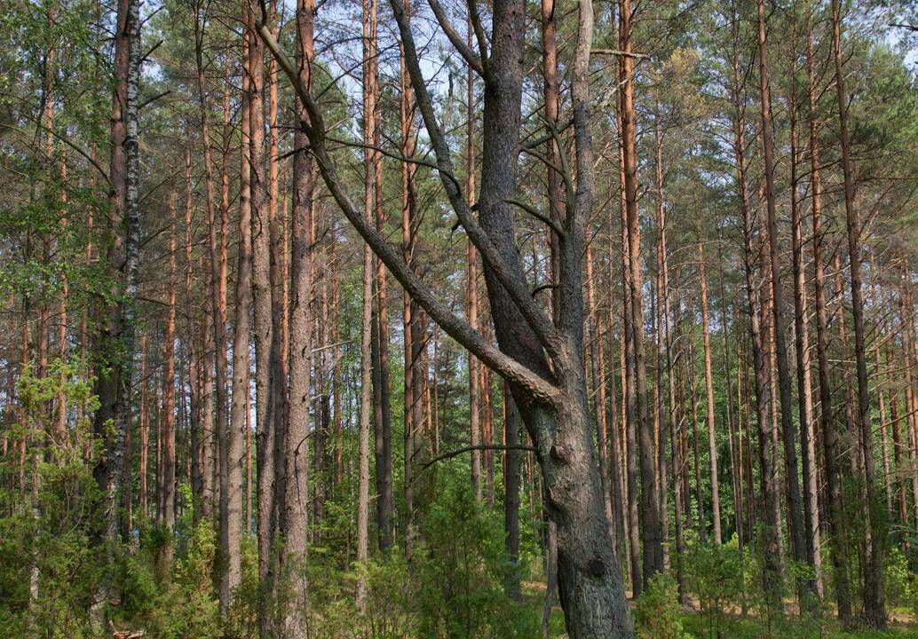 Aplinkos ministerija: išplėstas Punios šilas rezervatu taps iki vasaros