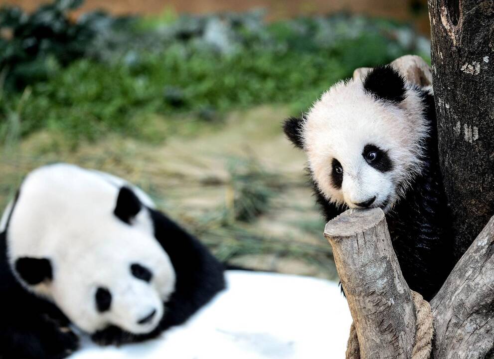 Toronto zoologijos sode – du didžiųjų pandų naujagimiai