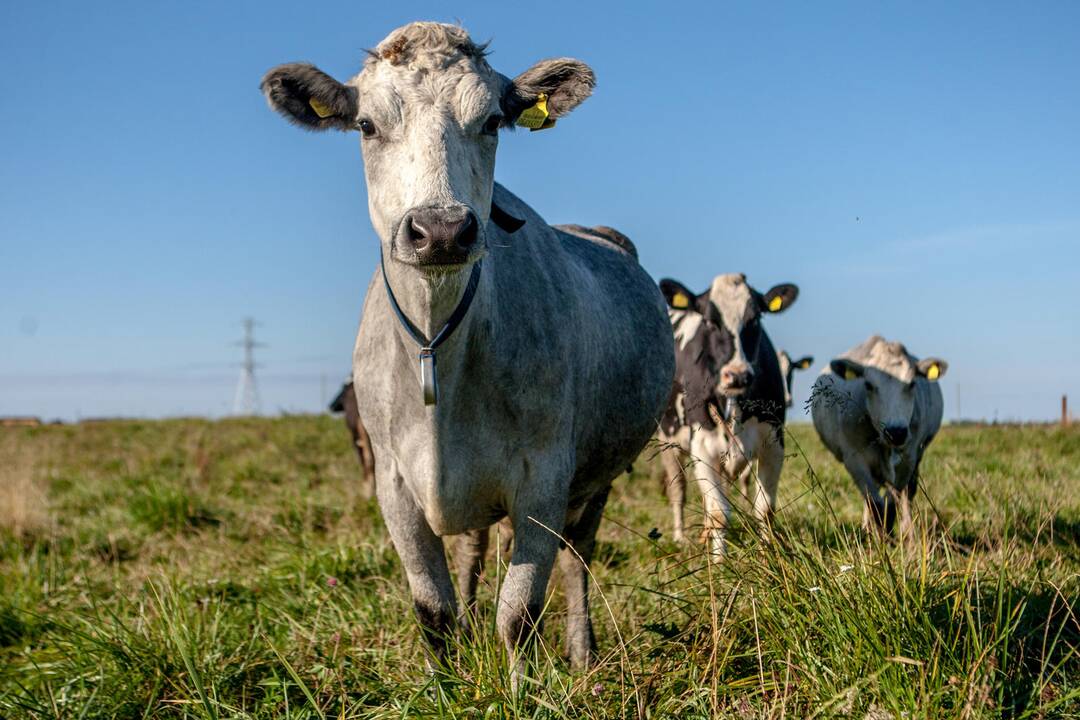 Užliedžiai: kitoje gatvės pusėje – miestas