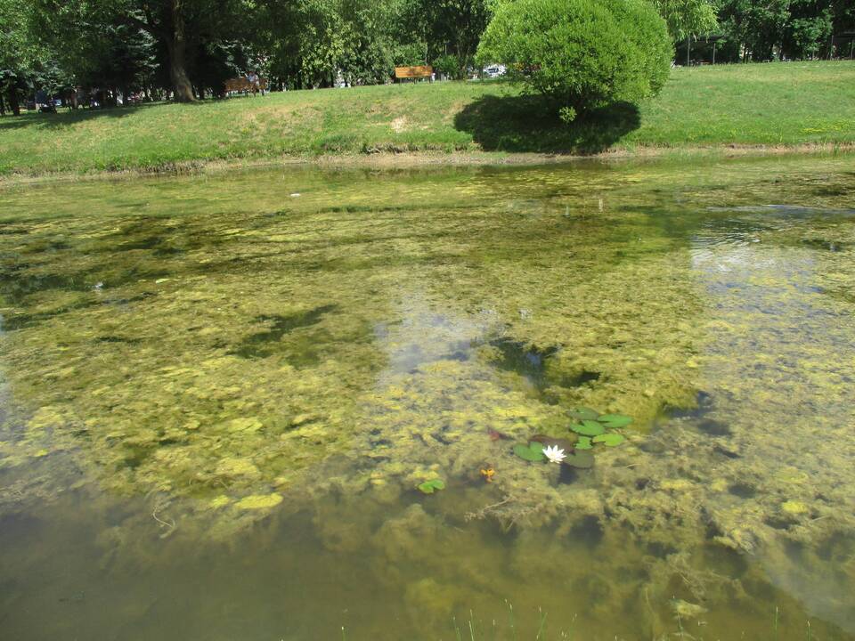 Dumblėtas Kalniečių parko tvenkinys