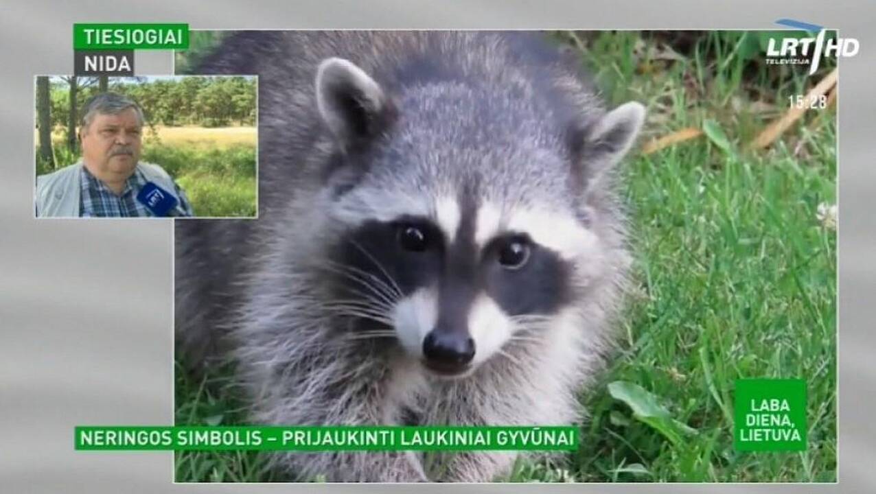 Neringoje atsiradę mielos išvaizdos gyvūnai žmonėms krečia nemielus pokštus