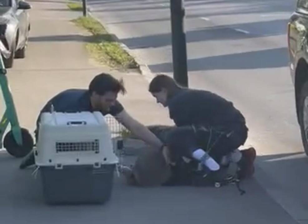 Jonavos gatvėje į automobilį rėžėsi ir susižalojo stirna