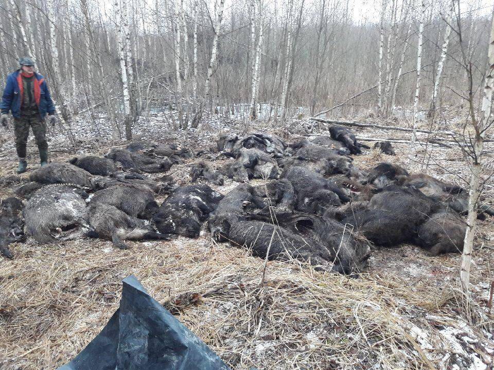 Lietuvos kiaulių augintojų asociacijos nuotraukoje – šiurpi kiaulių maro realybė