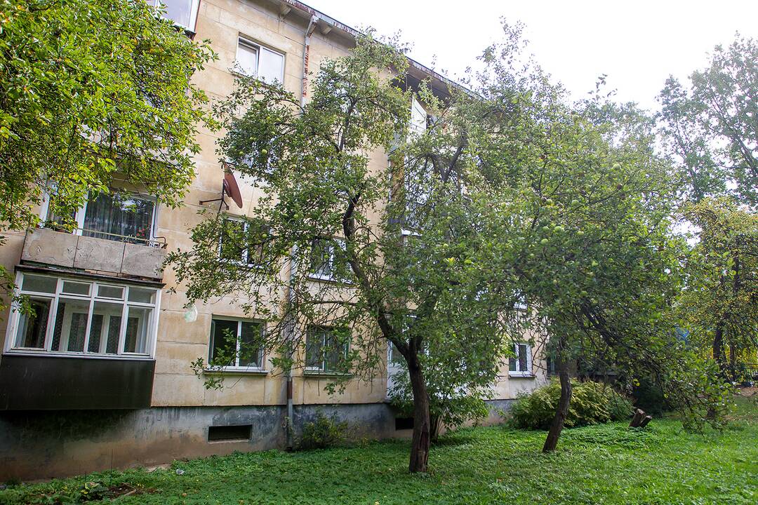 Obelys prie K. Baršausko gatvės 82-ojo namo