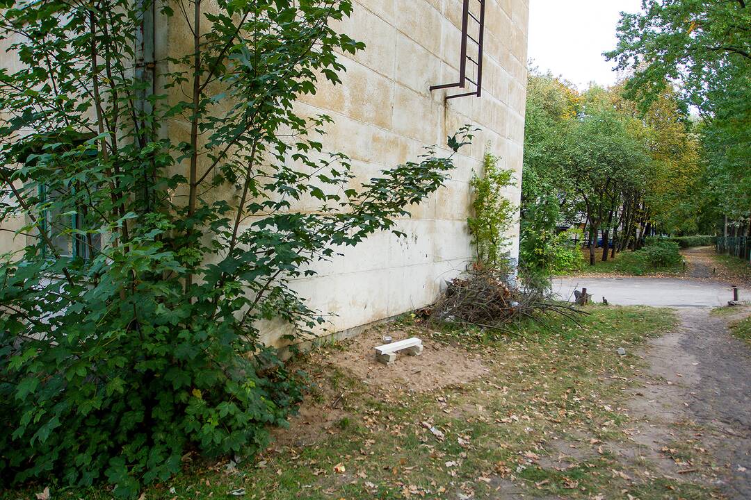Obelys prie K. Baršausko gatvės 82-ojo namo