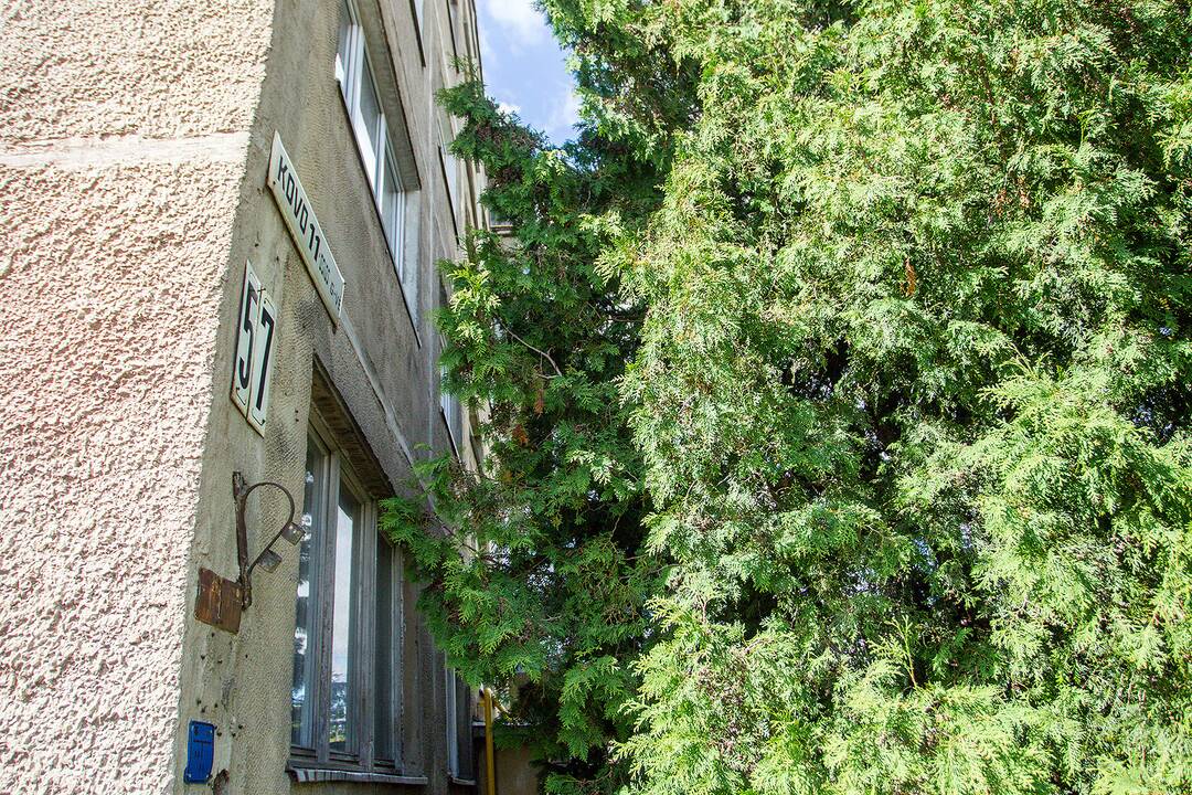 Medžiai, užstojantys daugiabučių langus