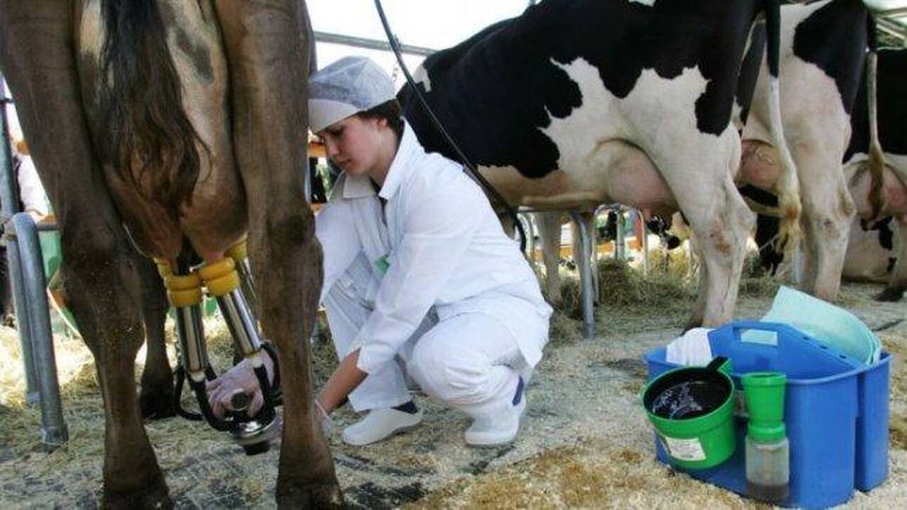 Melžėjos: gerai dirbant, uždirbti galima nemažai