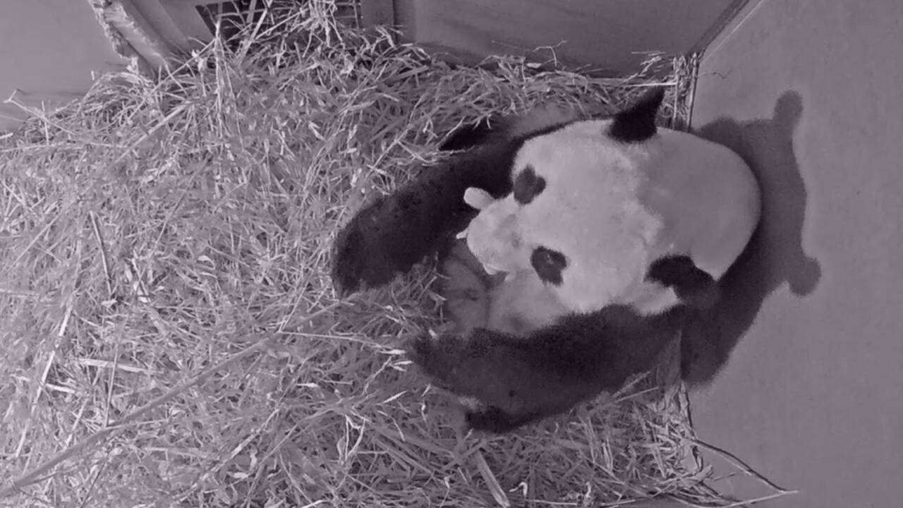 Nyderlandų zoologijos sode pirmą kartą atvestas didžiosios pandos jauniklis