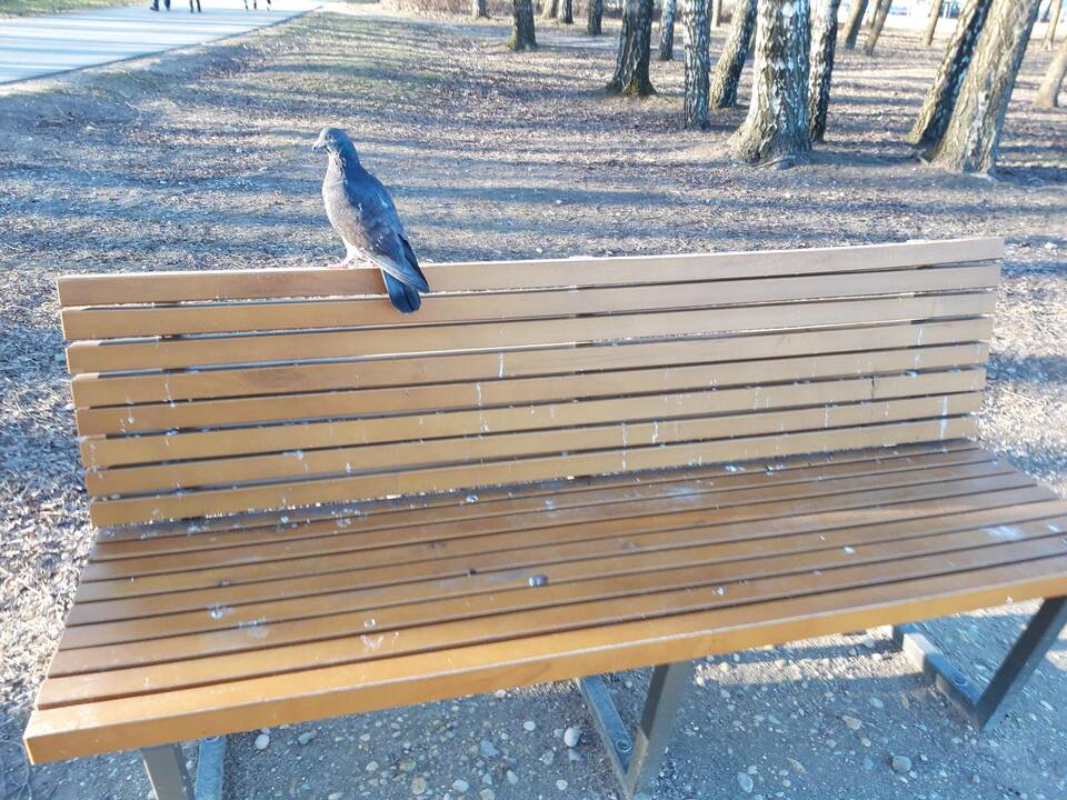 Apdergti Kalniečių parko suoleliai