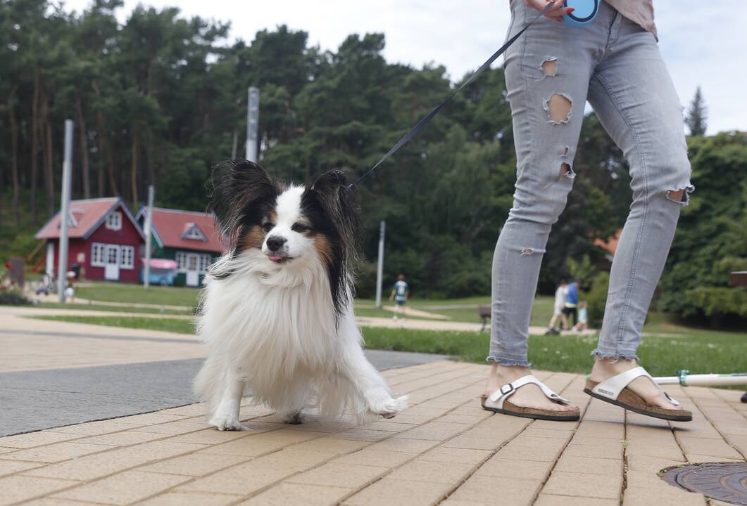 Šeštadienį džiugins šiluma, nuo sekmadienio grįš vėsesni orai