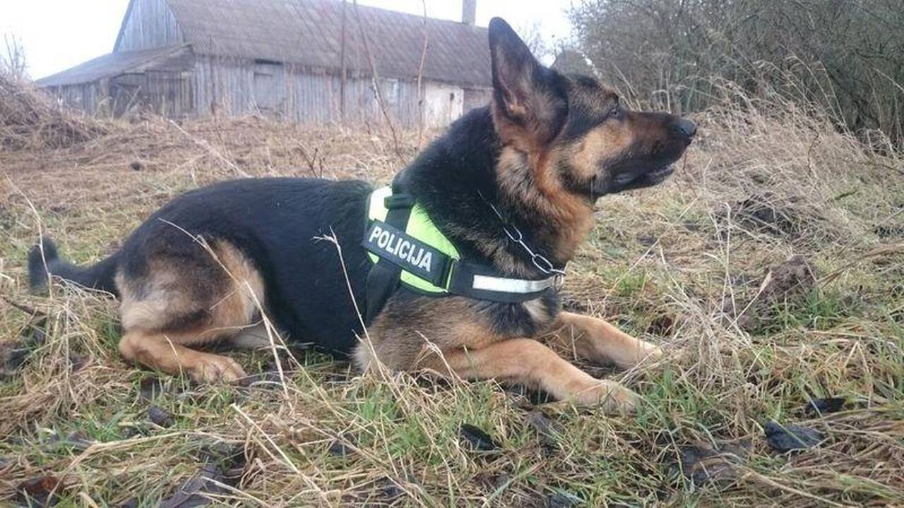 Teisės vairuoti neturintis vairuotojas slėpėsi už šieno ritinių