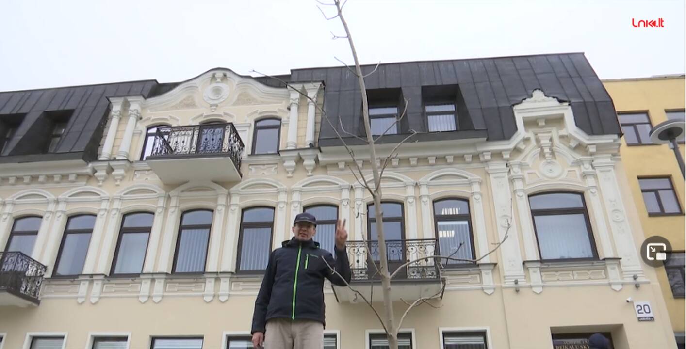 Rekonstruotoje Laisvės aikštėje Panevėžyje – medžių detektyvas