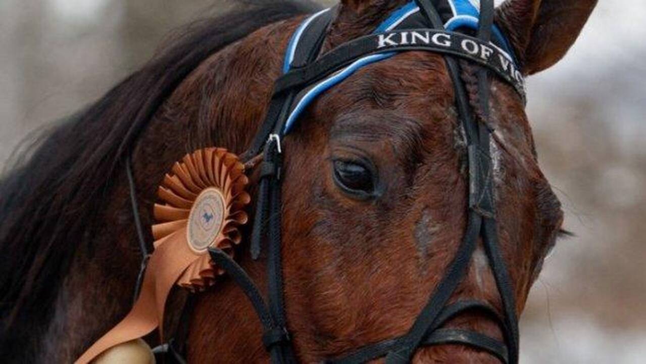 Kaip atrodo Sartų lenktynėse dalyvaujančio žirgo „dienotvarkė“?   