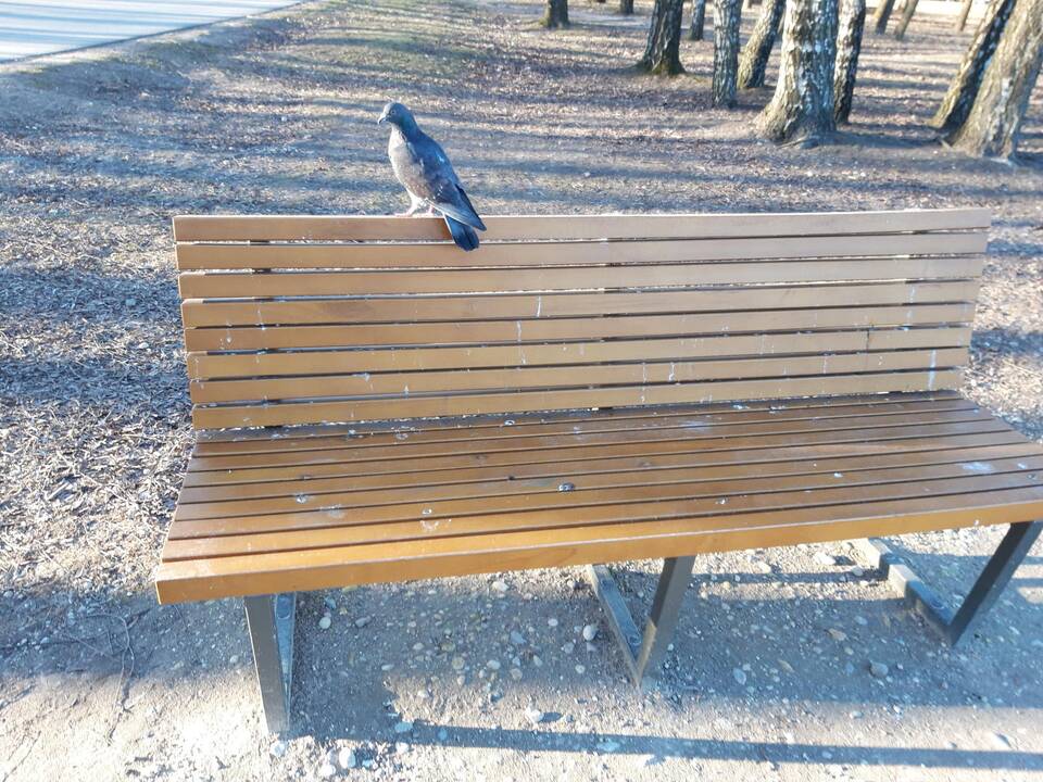 Apdergti Kalniečių parko suoleliai
