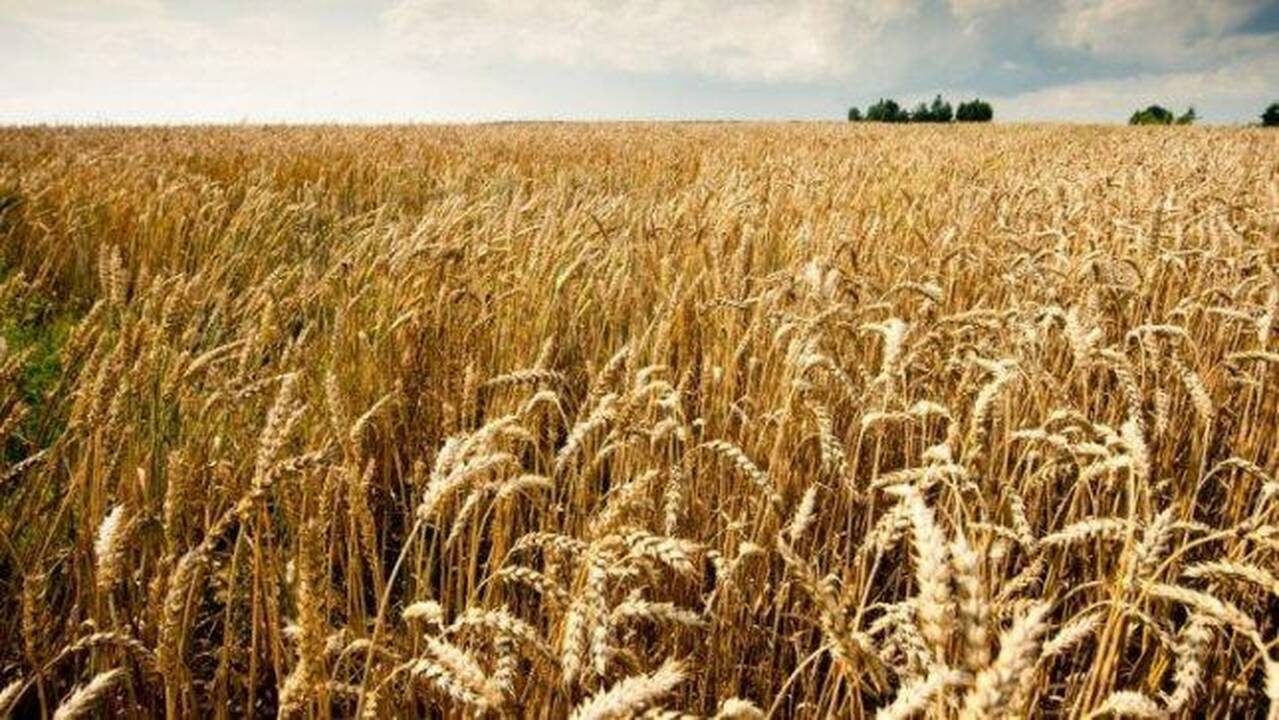 Pasėlių draudžiama daugiau, tačiau ūkininkai skundžiasi mažomis išmokomis