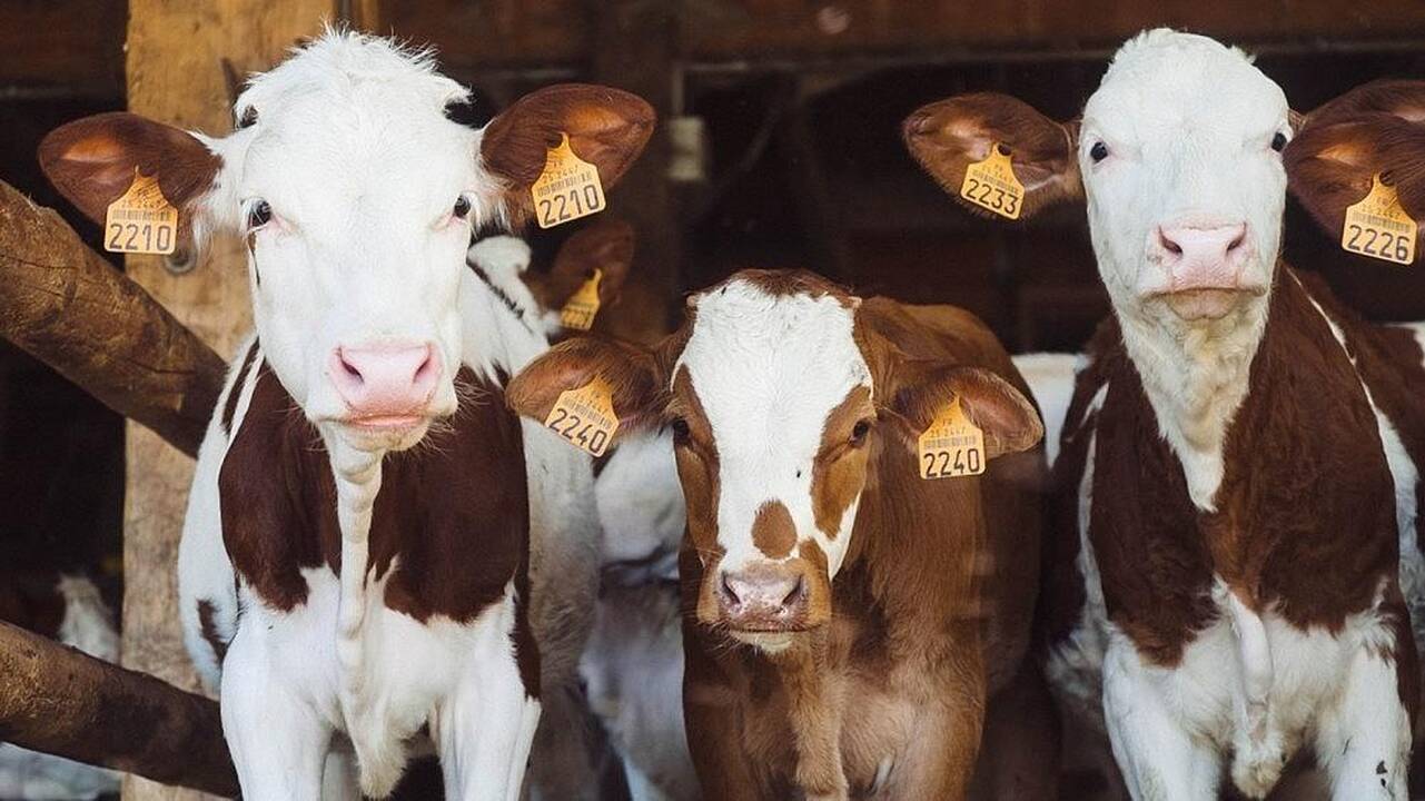 Vyriausybė svarsto skatinti žemės ūkį: planuoja 20 mln. paramą