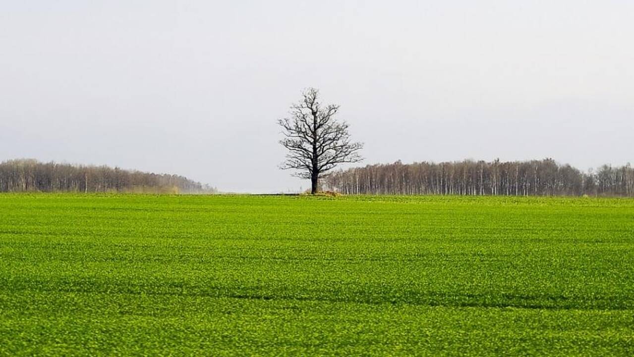 Kuo skiriasi žemės ir žemės nuomos mokesčiai?