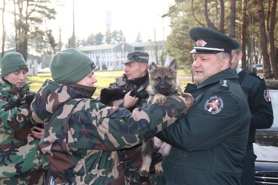 Valstybės sienos apsaugai pradedami rengti trys jauni vokiečių aviganiai 