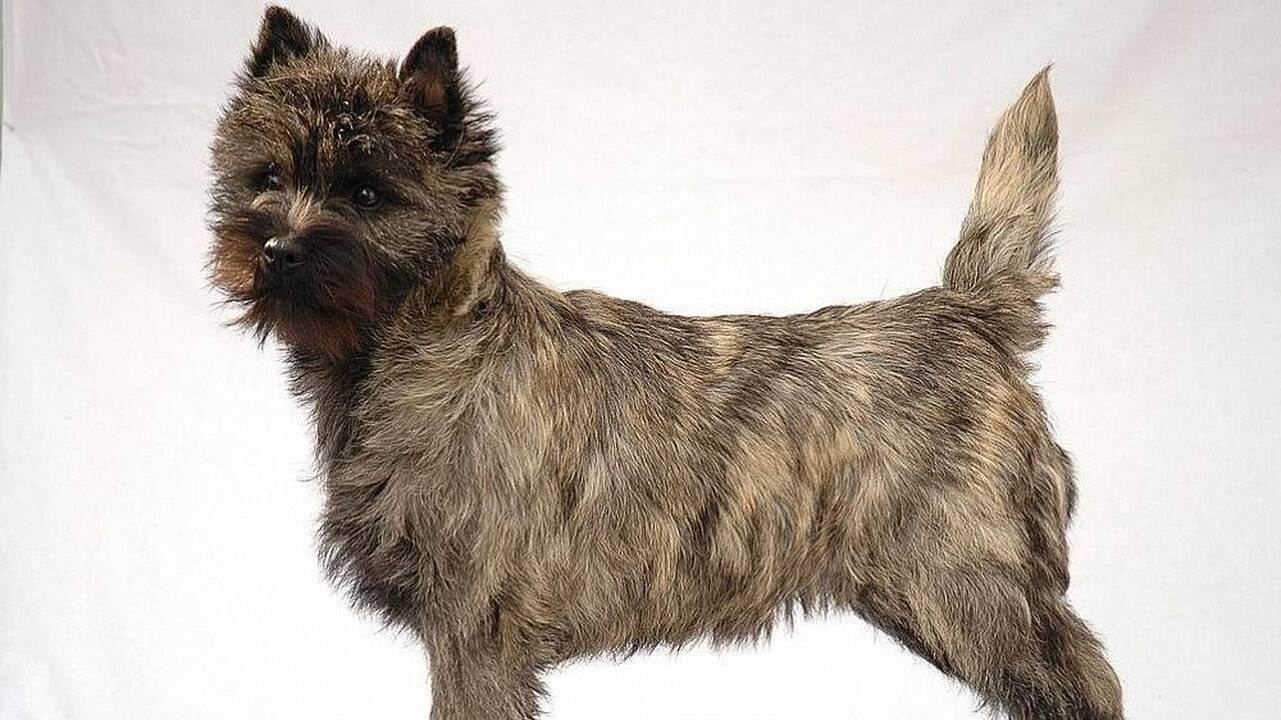 Kernterjerai  – dėmesio ištroškę drąsuoliai