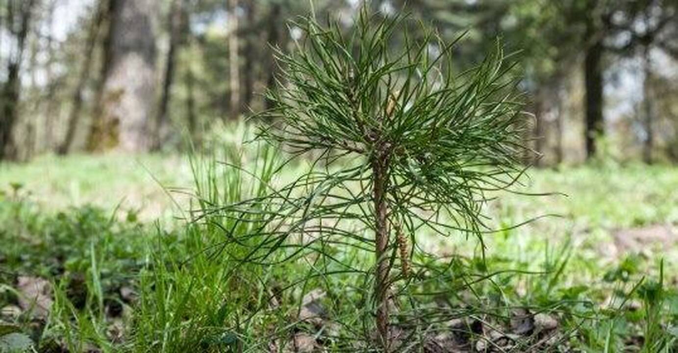 Tvarkomas Vingio parkas – pasodinta 100 pušaičių
