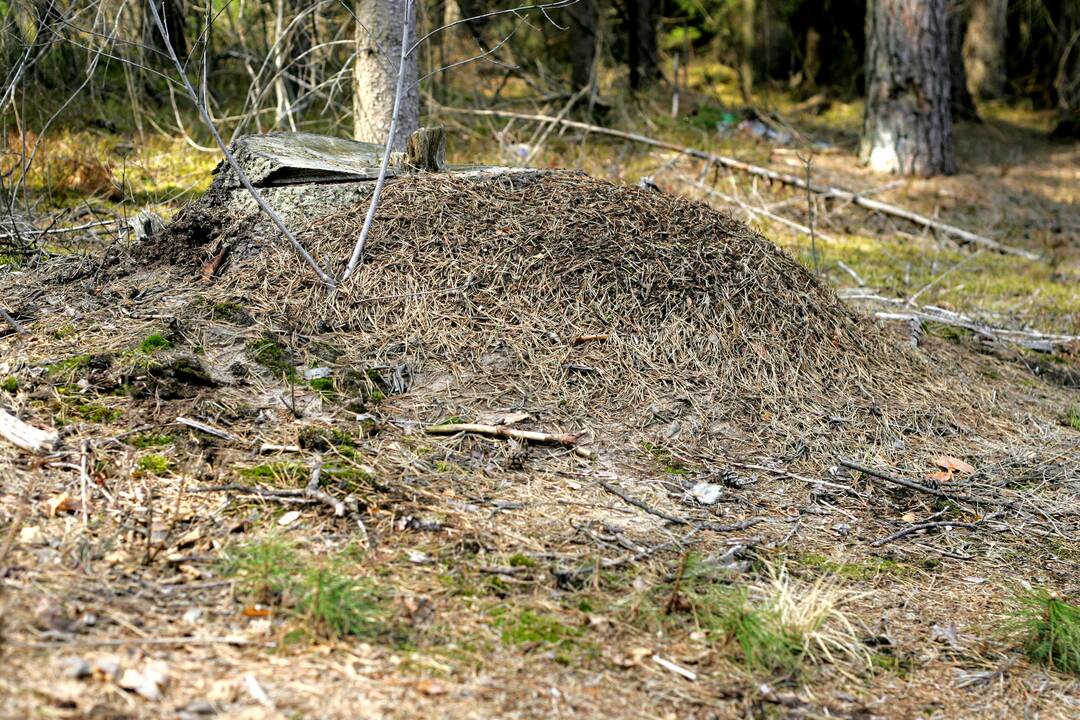 Skruzdėlės – originalaus būsto šildymo būdo išradėjos