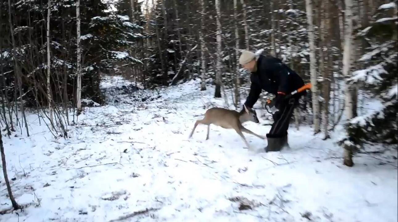 Kai drąsos daugiau nei ragų: neapdairus stirniukas puolė žmogų