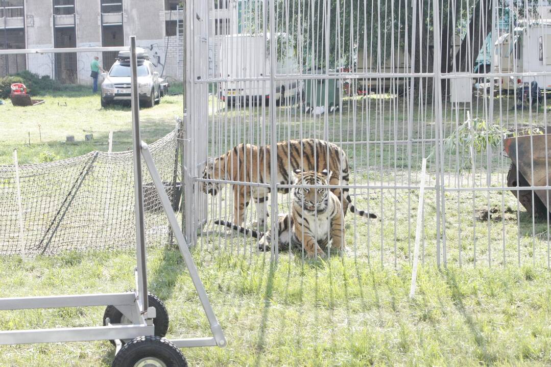 Pajūryje vieši dar vienas cirkas – šįkart pasirodys tigrai